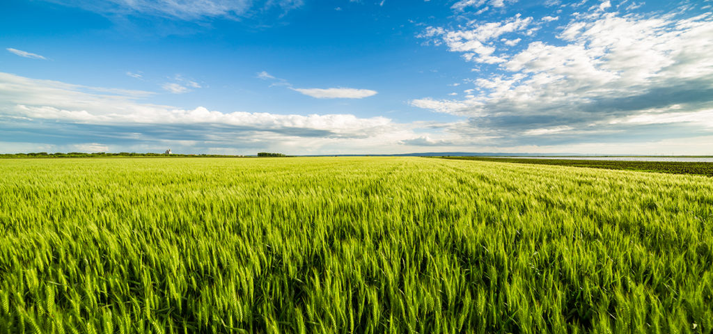 Hard red spring wheat seed