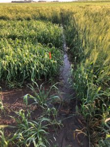 Standing water in our Minot plots