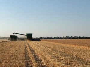 Harvesting Hard Red Winter Wheat Seed