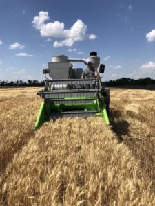 Harvesting Research Wheat Seed in Kansas
