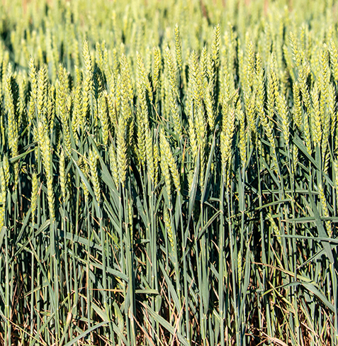 Varsity Idaho wheat