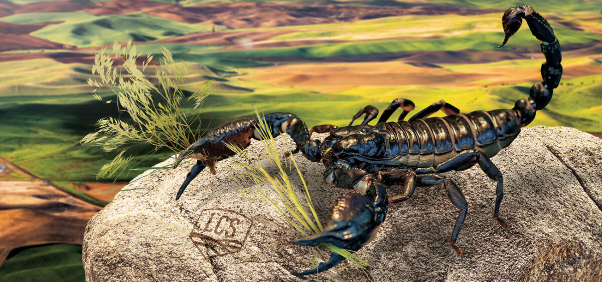 LCS Scorpion AX | Limagrain Cereal Seeds