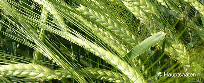 BC Leandra malting barley