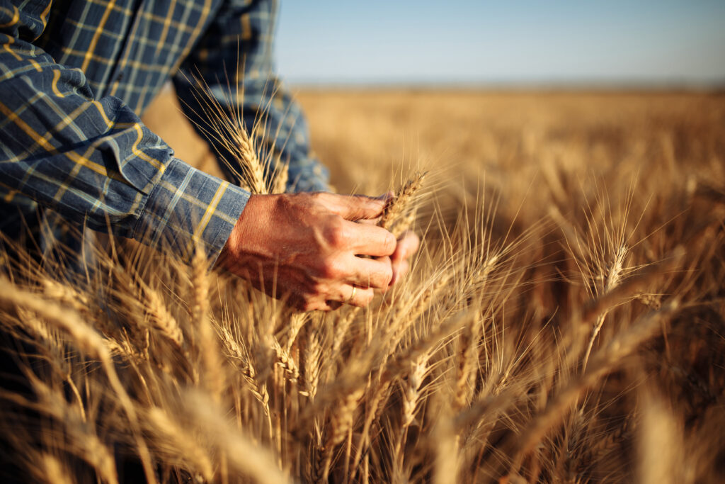Man,Farmer,Checking,The,Quality,Of,Wheat,Grain,On,The Varsity Idaho wheat