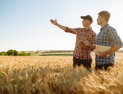 Growing Wheat in Corn Country