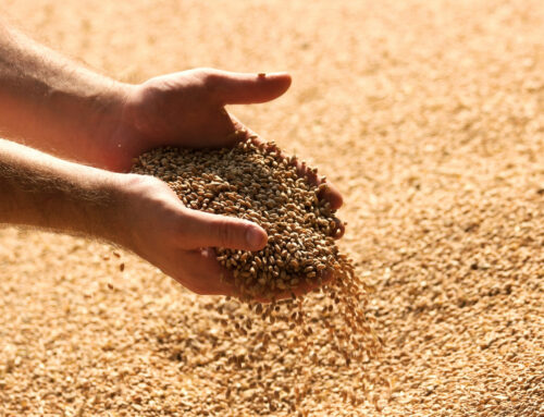 Certified Wheat Seed vs. Saved Seed: Is It Worth the Cost?